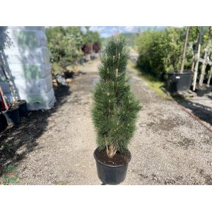 Borovica čierna (Pinus nigra) ´GREEN TOWER´ - výška 120-140 cm, kont. C35L